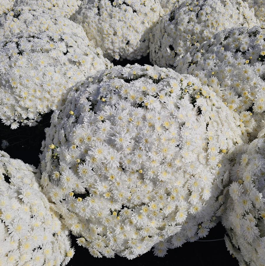 Chrysanthemum Bridal White - Fall Garden Mum from Hoffie Nursery