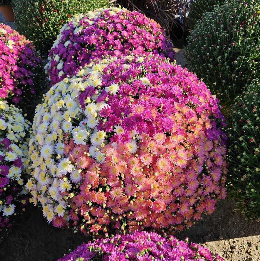Chrysanthemum Combo Pastel - Fall Garden Mum from Hoffie Nursery