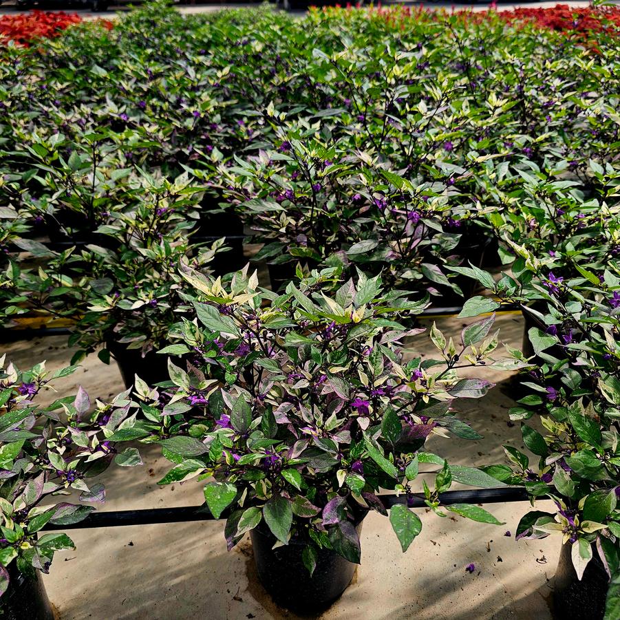 Ornamental Pepper 'Calico' - Capsicum annuum from Hoffie Nursery