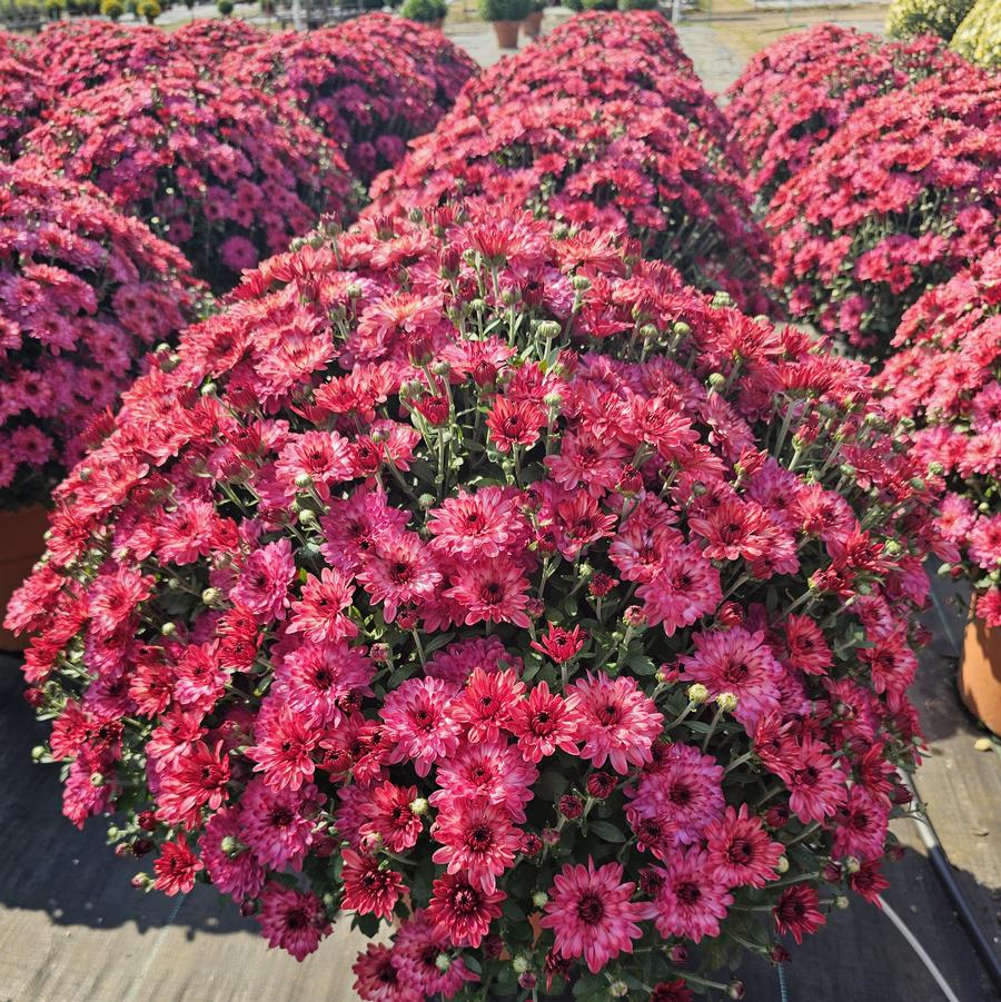 Chrysanthemum 'Strawberry Ice' - Fall Garden Mum from Hoffie Nursery