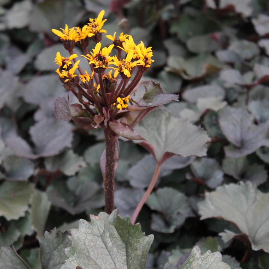 Ligularia dentata 'Pandora' - Leopard Plant from Hoffie Nursery