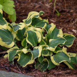 Hosta 'Miniskirt' - Mini Hosta from Hoffie Nursery