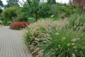 Pennisetum alopecuroides 'Hameln' - Dwarf Fountain Grass from Hoffie Nursery