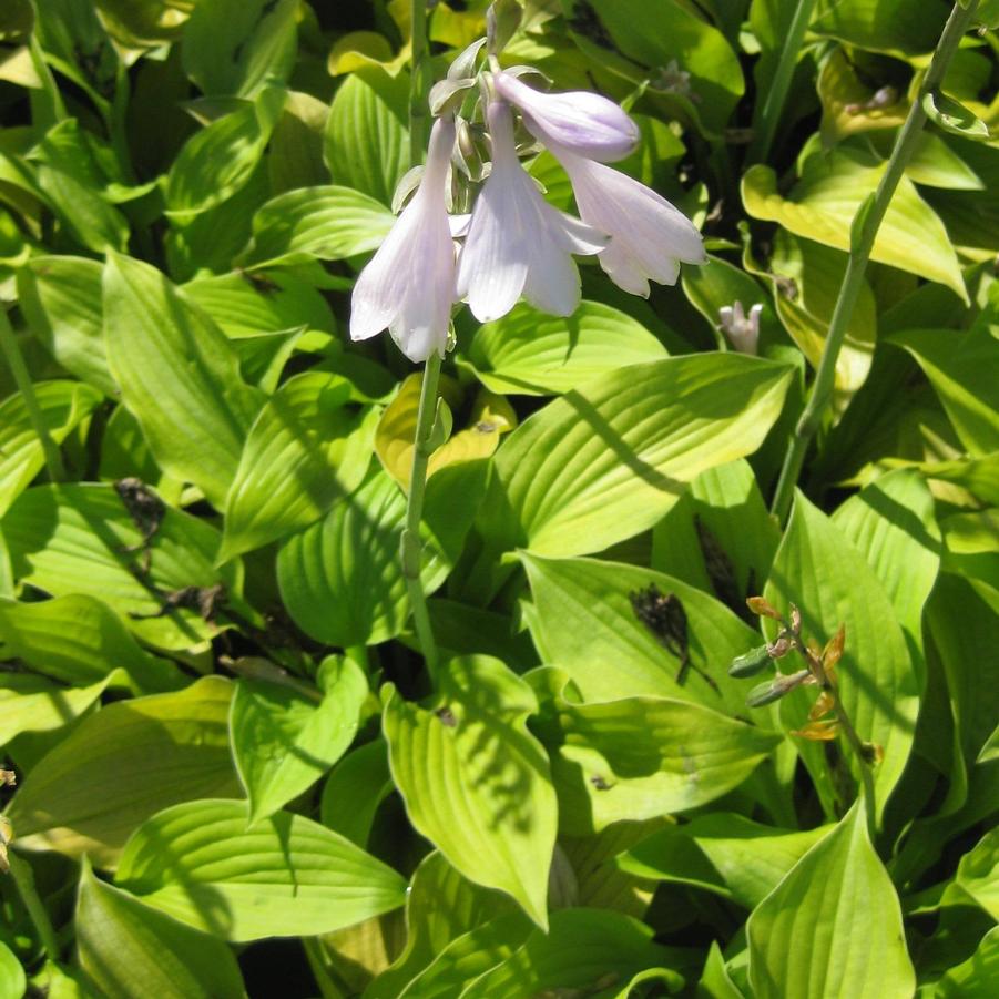 Hosta 'August Moon' - Plantain Lily from Hoffie Nursery