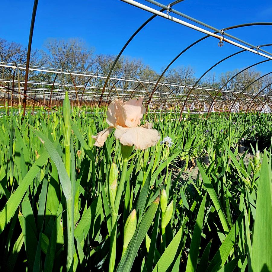 Iris 'Peggy Sue' - Tall Bearded Iris from Hoffie Nursery