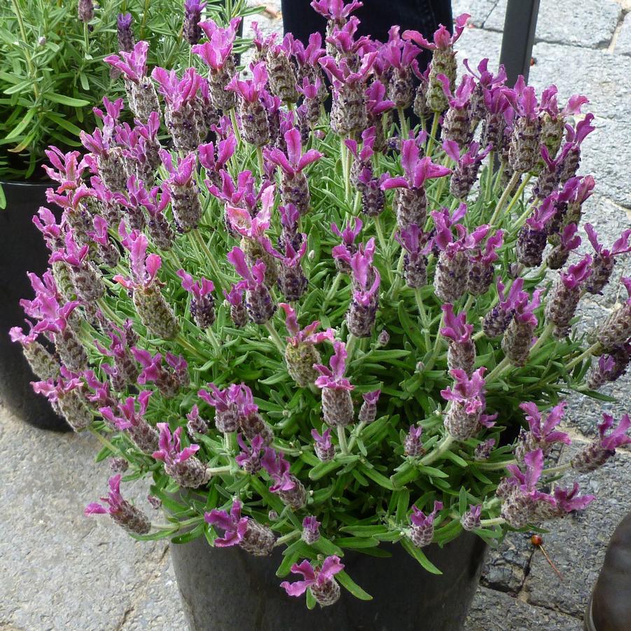 Lavandula stoechas 'Bandera Deep Rose' - Spanish Lavender from Hoffie Nursery