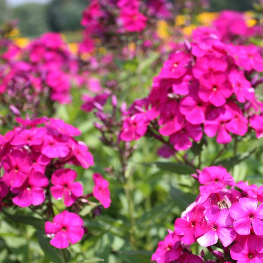 Phlox paniculata 'Nicky' - Garden Phlox from Hoffie Nursery