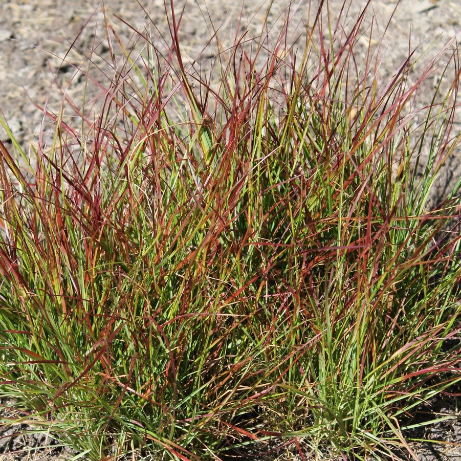 Pennisetum alopecuroides 'Burgundy Bunny' - Fountain Grass from Hoffie Nursery