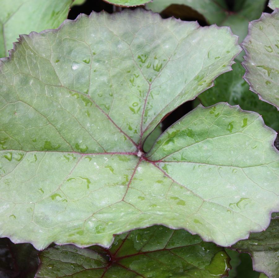 Ligularia dentata 'Desdemona' - Bigleaf Ligularia from Hoffie Nursery