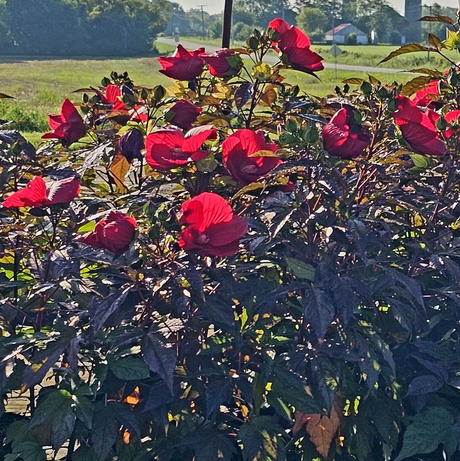 Hibiscus 'Midnight Marvel' - Rose Mallow from Hoffie Nursery