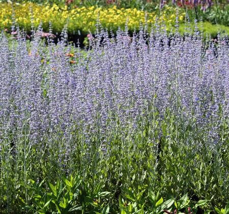 Perovskia atriplicifolia 'Little Spire' - Russian Sage from Hoffie Nursery