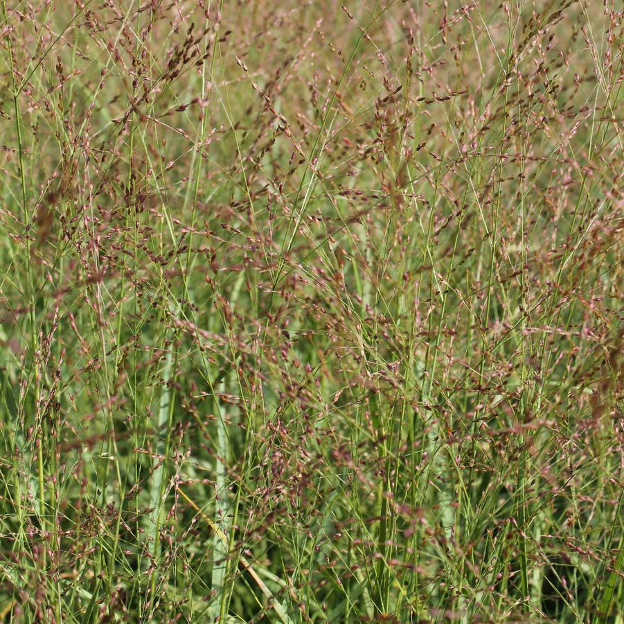 Panicum virgatum 'Heavy Metal' - Switchgrass from Hoffie Nursery