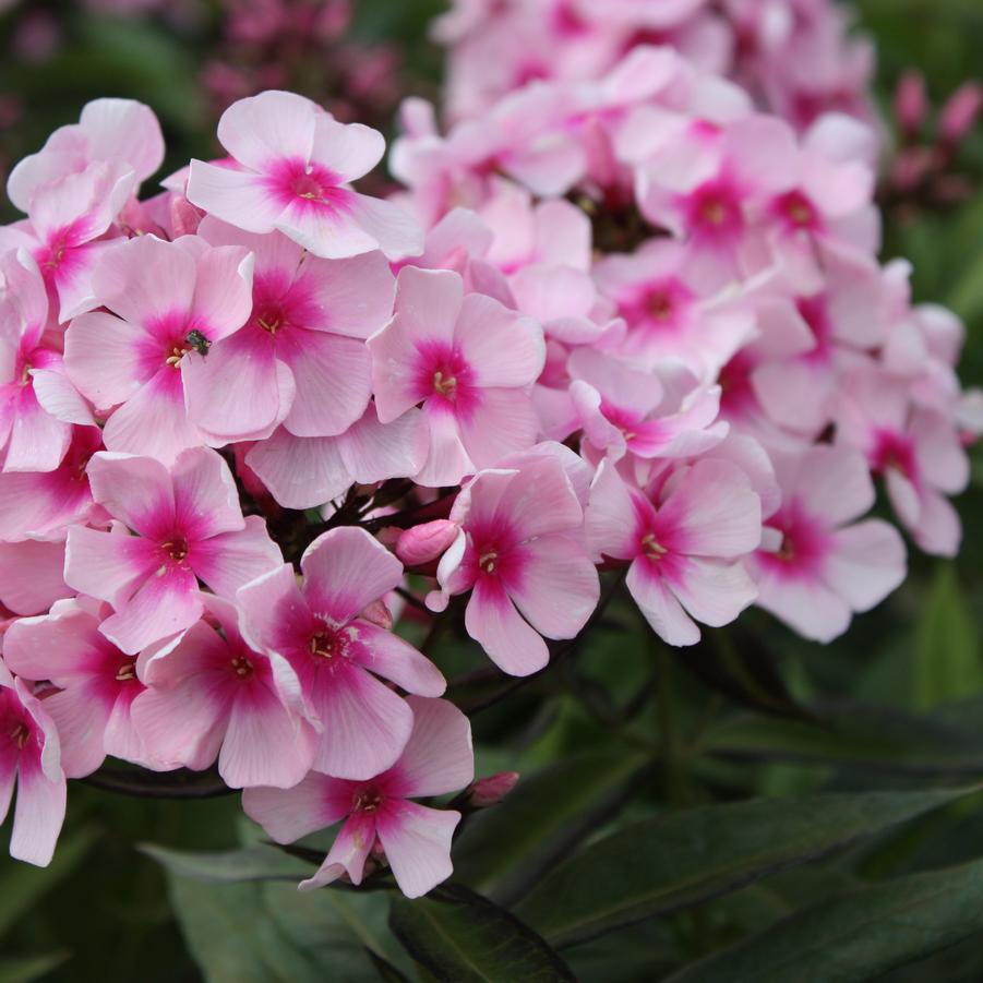 Phlox paniculata 'Bright Eyes' - Garden Phlox from Hoffie Nursery