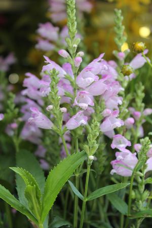 Physostegia virginiana 'Pink Manners' Obedient Plant from Hoffie Nursery