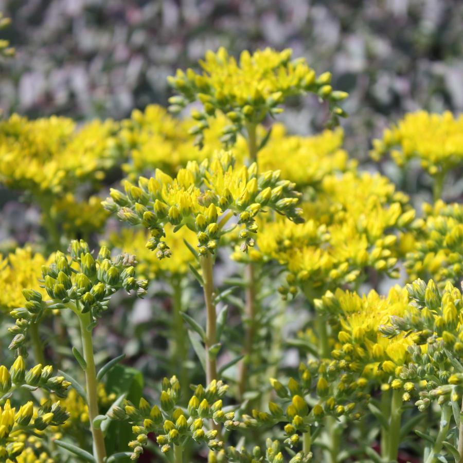 Sedum reflexum 'Blue Spruce' - Stonecrop from Hoffie Nursery