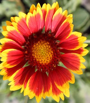 Gaillardia grandiflora 'Goblin' Blanket Flower from Hoffie Nursery