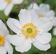 Anemone 'Elfin Swan' - Windflower from Hoffie Nursery