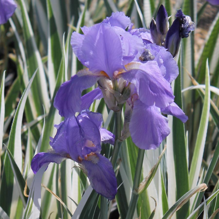 Iris pallida 'Argentea Variegata' - Variegated Iris from Hoffie Nursery