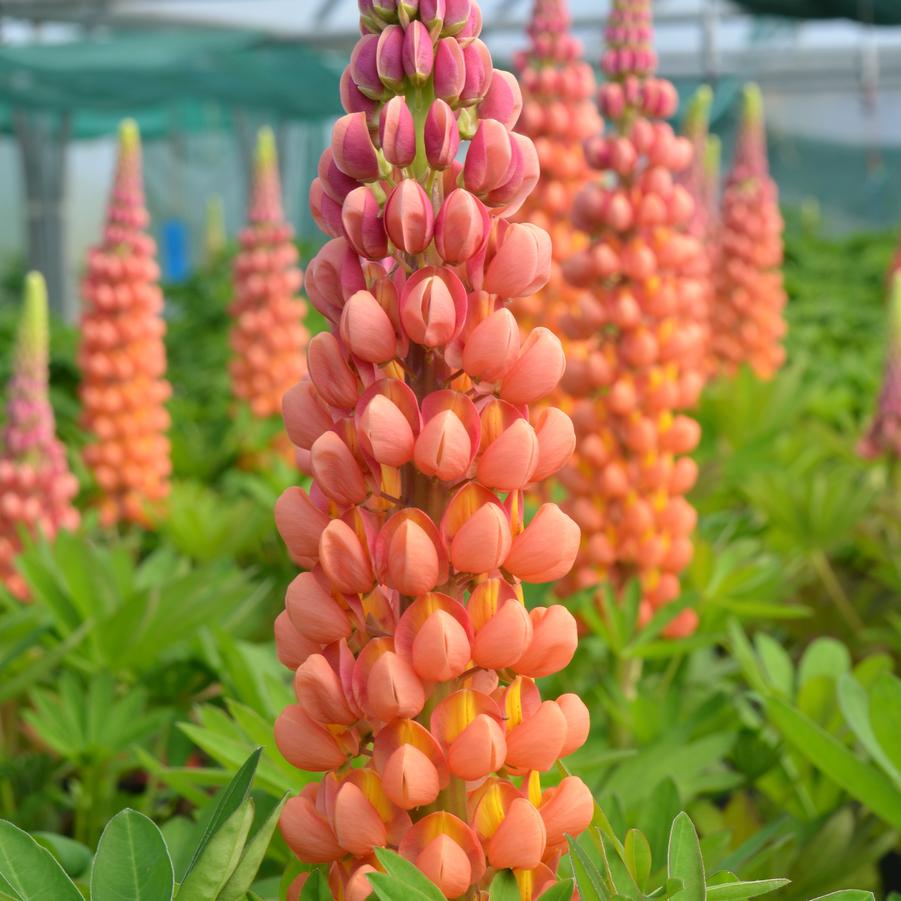 Lupinus Westcountry™ 'Terracotta' - from Hoffie Nursery