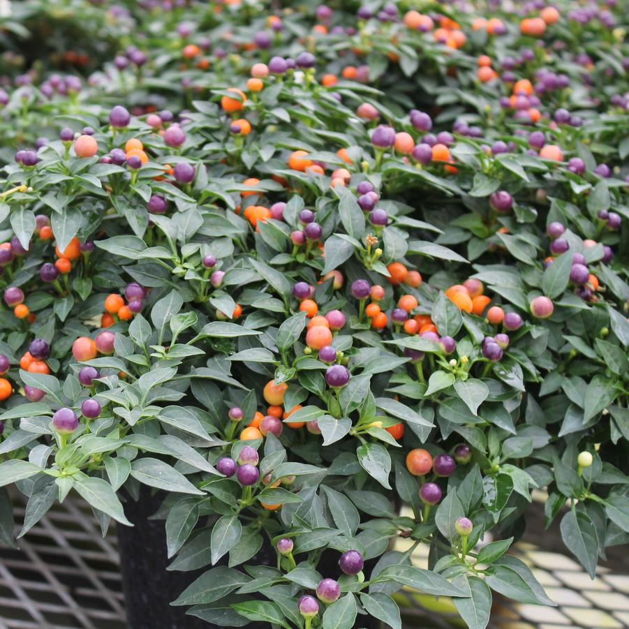 Ornamental Pepper 'Hot Pops Purple' - Capsicum annuum from Hoffie Nursery