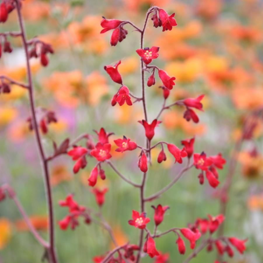 Heuchera sanguinea 'Ruby Bells' - Coral Bells from Hoffie Nursery