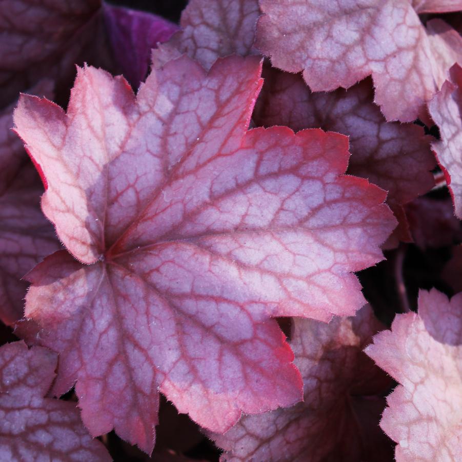 Heuchera 'Georgia Peach' - Coral Bells from Hoffie Nursery