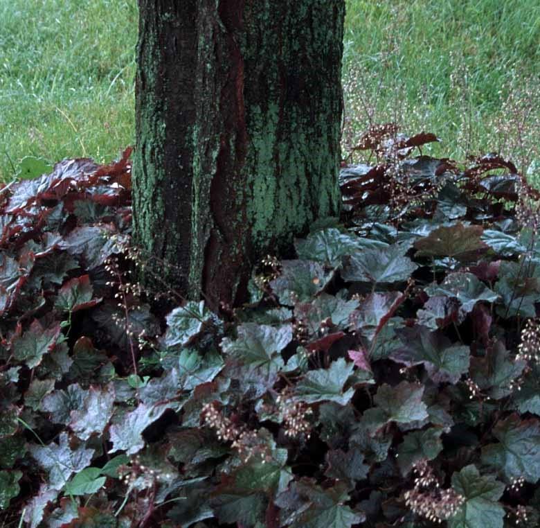 Heuchera micrantha 'Palace Purple' - Coral Bells, American Alumroot from Hoffie Nursery