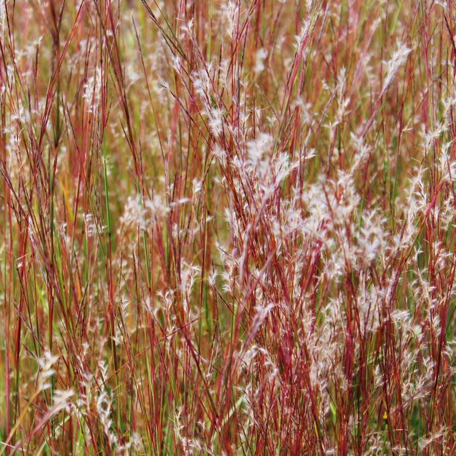 Schizachryium scoparium - Little Blue Stem from Hoffie Nursery