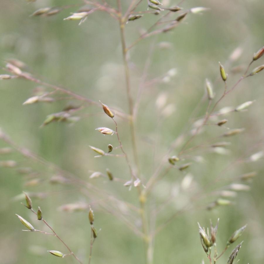 Sporobolus heterolepis - Prairie Drop Seed Grass from Hoffie Nursery