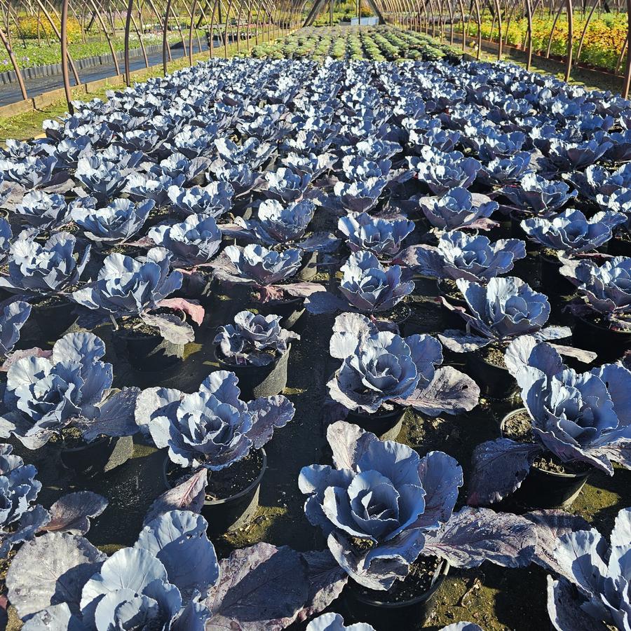 Cabbage 'Ruby Perfection' - Ornamental Cabbage from Hoffie Nursery