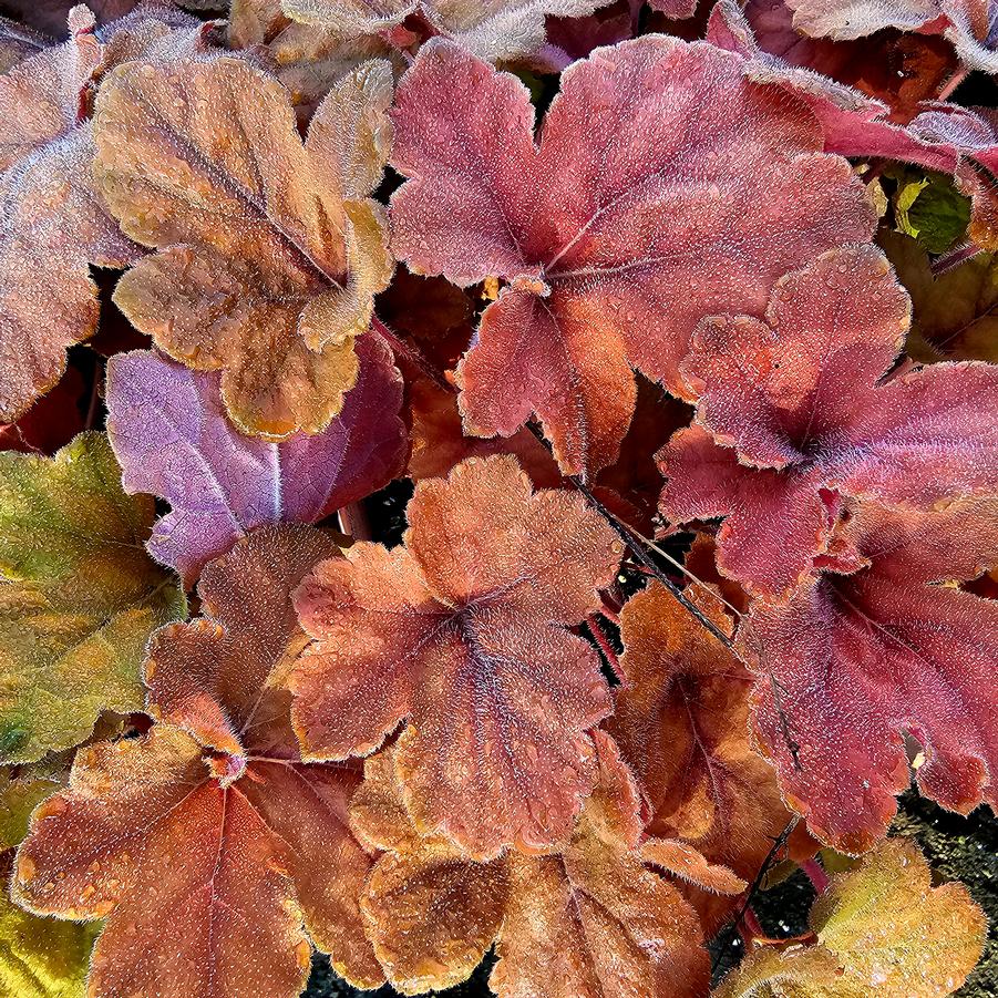 Heucherella 'Pumpkin Spice' - Foamy Bells from Hoffie Nursery
