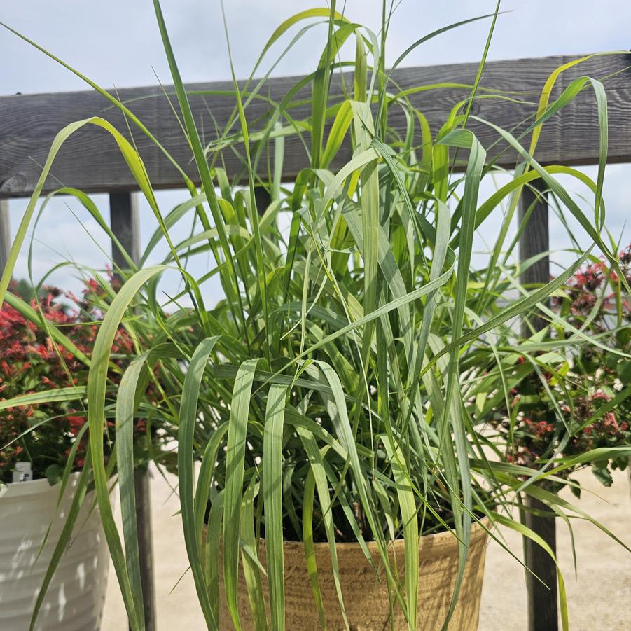 Panicum virgatum PRAIRIE WINDS® 'Niagara Falls' - Switch Grass from Hoffie Nursery