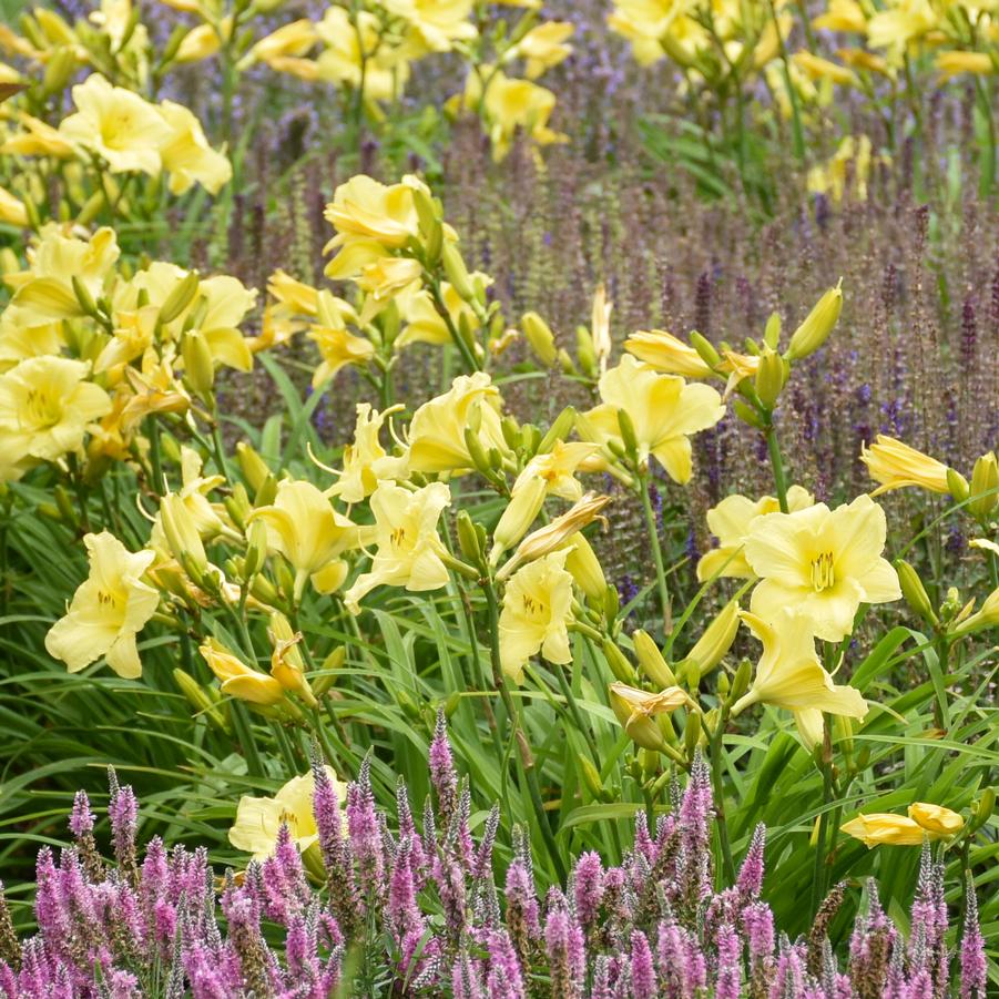 Hemerocallis RAINBOW RHYTHM® 'Going Bananas' - Daylily from Hoffie Nursery