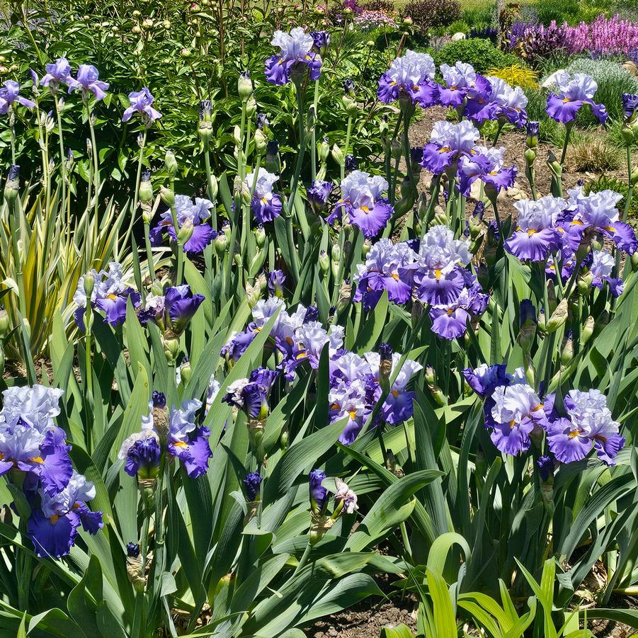 Iris germanica 'Cubs Win It' - Bearded Iris from Hoffie Nursery