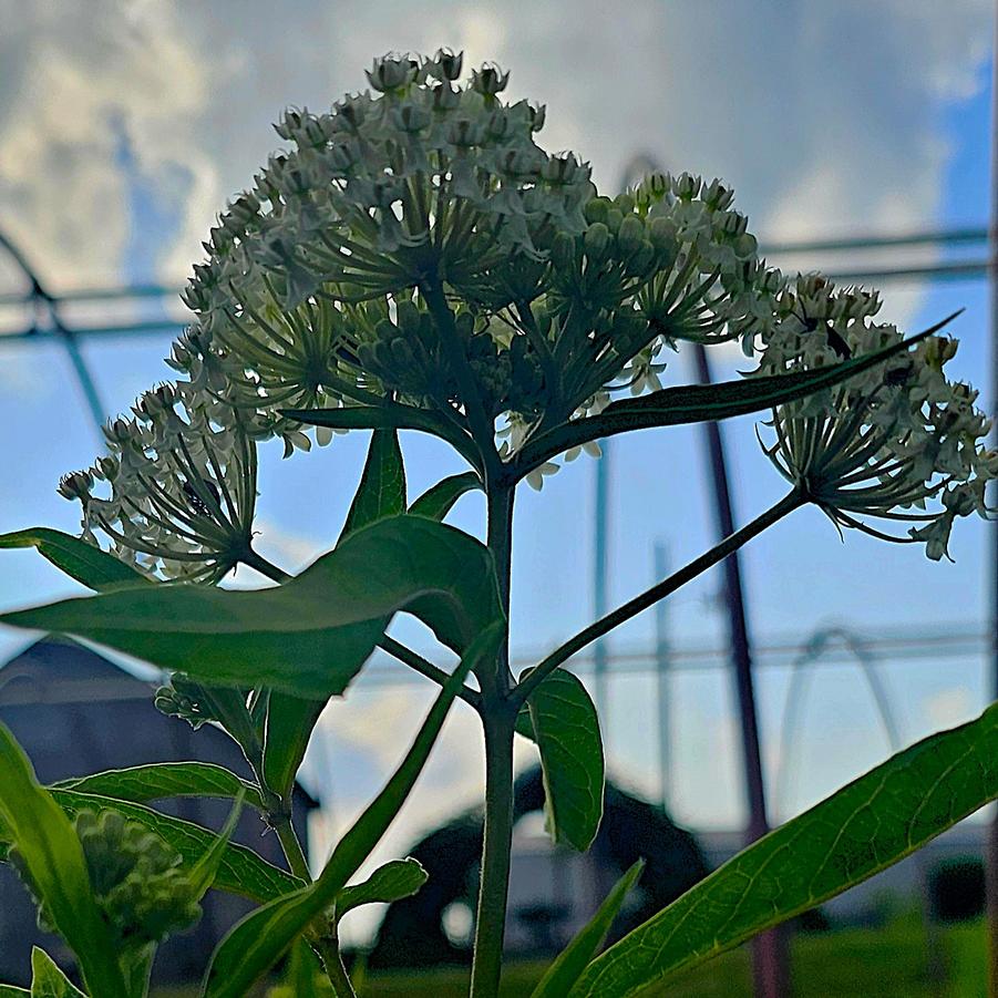 Asclepias incarnata 'Ice Ballet' - Swamp Milkweed from Hoffie Nursery