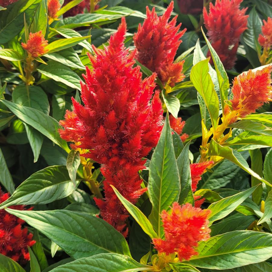 Celosia spicata 'Fire Orange' Cockscomb from Hoffie Nursery