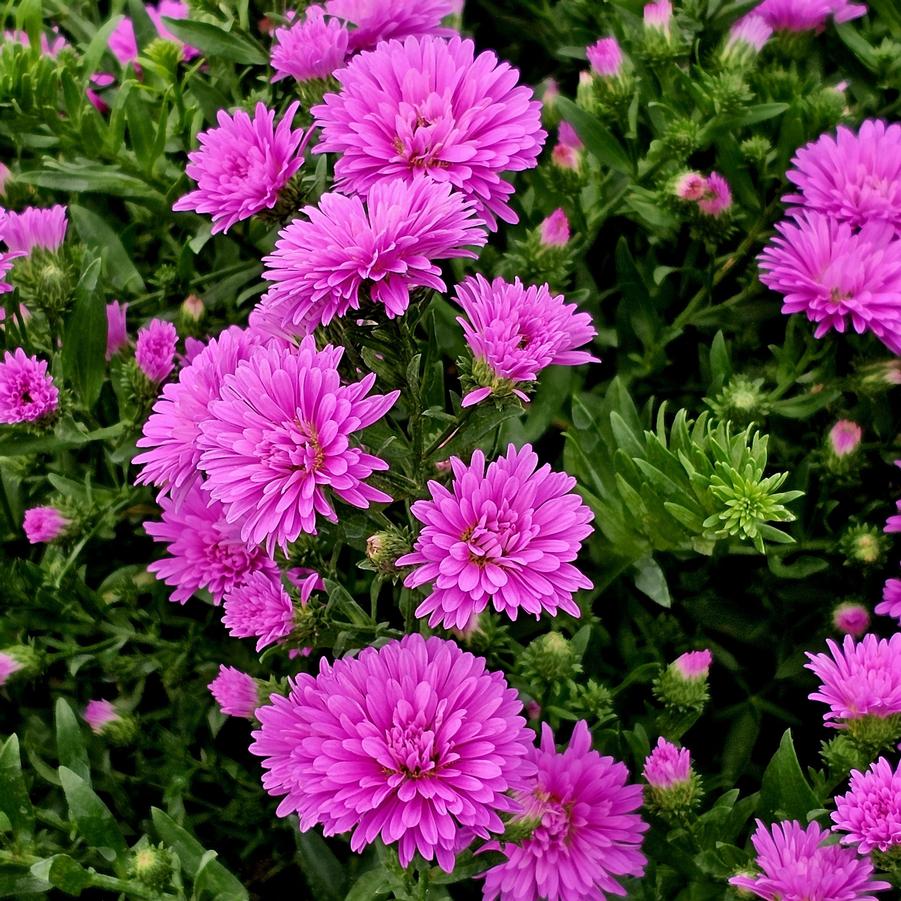 Aster 'Marie III Dark Pink' - Fall Aster from Hoffie Nursery