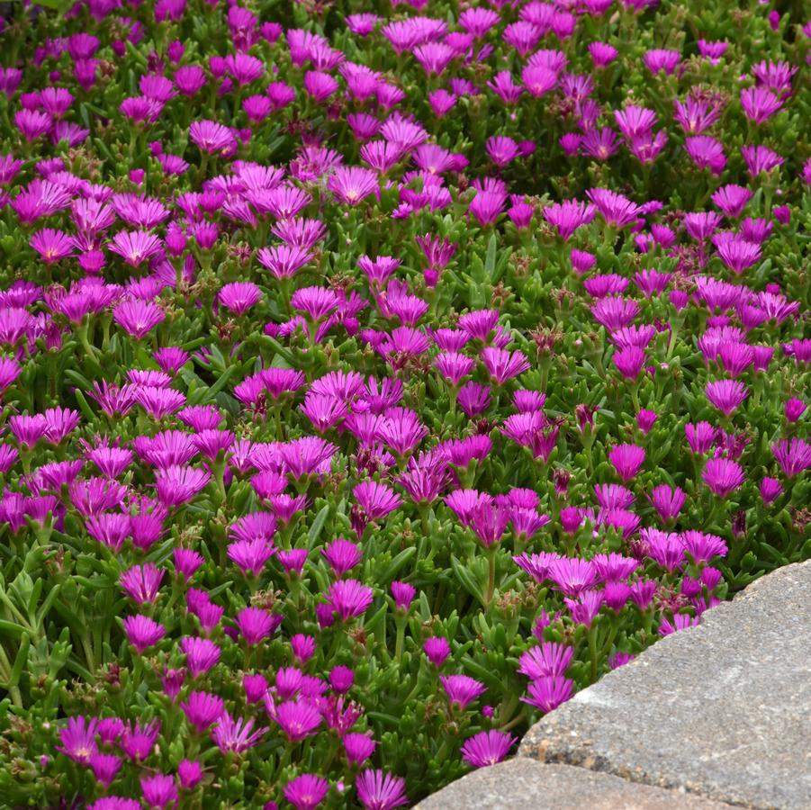 Delosperma Ocean Sunset™ 'Violet' - Ice Plant from Hoffie Nursery