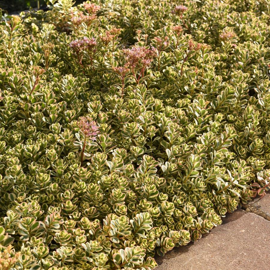 Sedum spurium 'What a Doozie' - Stonecrop from Hoffie Nursery