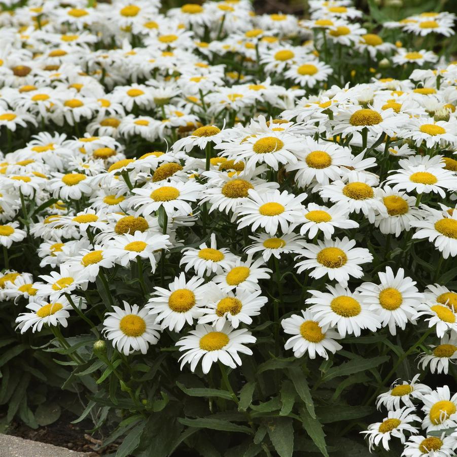 Leucanthemum superbum 'White Lion' - Shasta Daisy from Hoffie Nursery