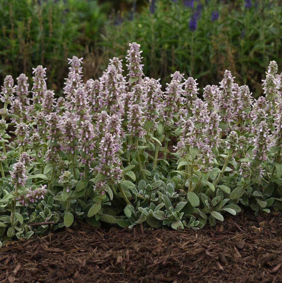 Stachys byzantina 'Little Lamb' - Lamb's Ear from Hoffie Nursery