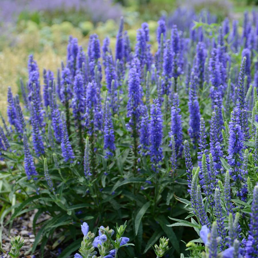 Veronica Dark Blue Improved Moody Blues® - Speedwell from Hoffie Nursery