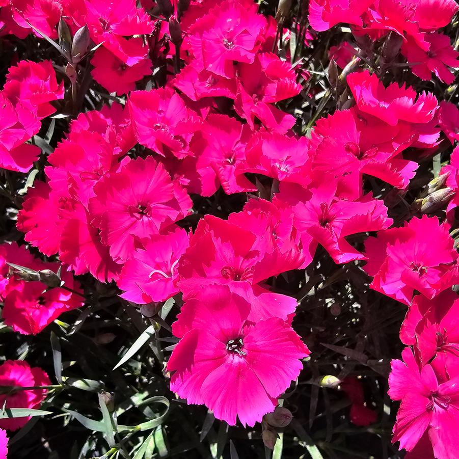 Dianthus caryophyllus 'Mad Magenta' - Pinks from Hoffie Nursery