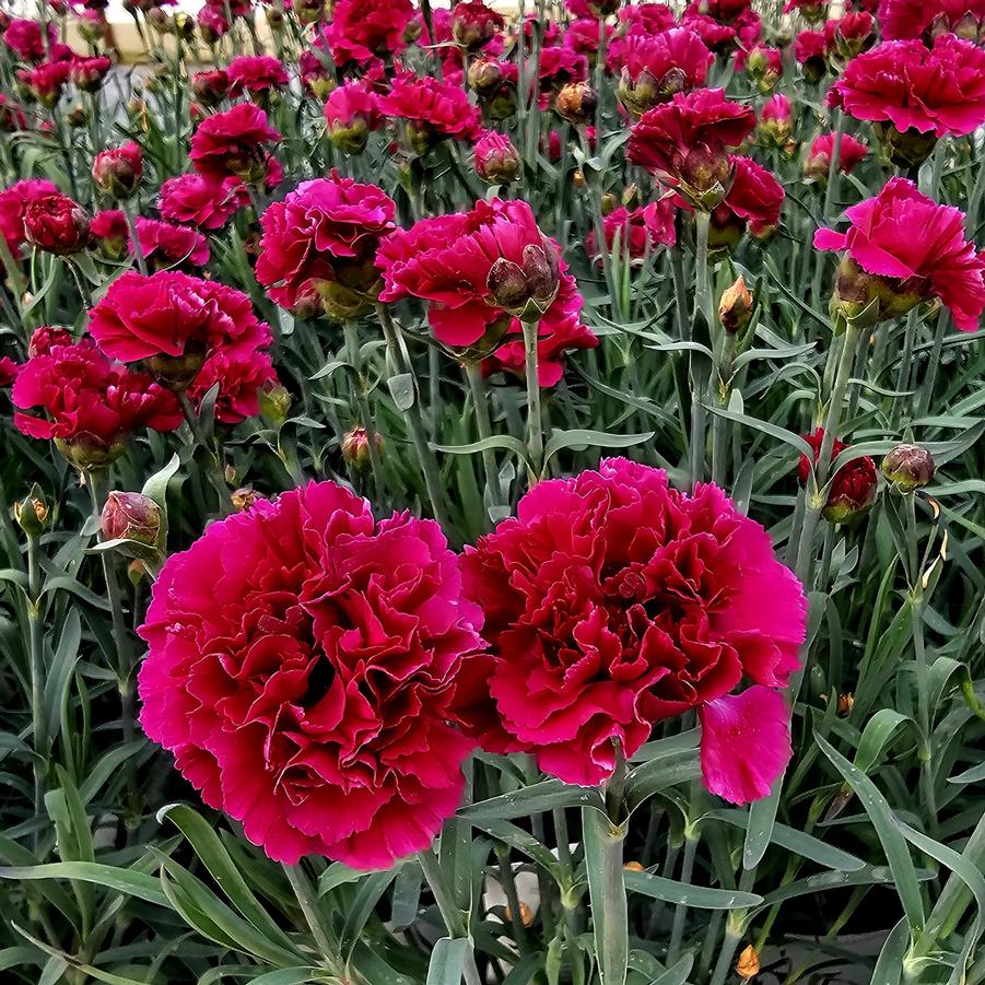 Dianthus FRUIT PUNCH™ 'Funky Fuchsia' - Pinks from Hoffie Nursery