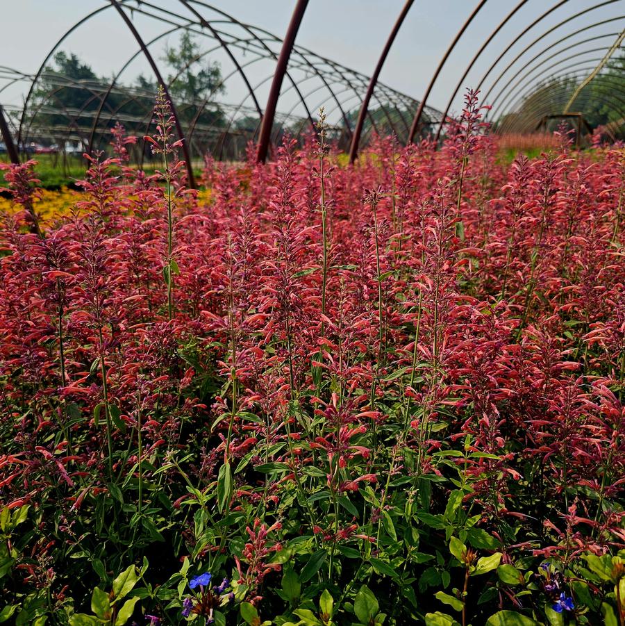 Agastache 'Guava Lava' - Anise Hyssop from Hoffie Nursery
