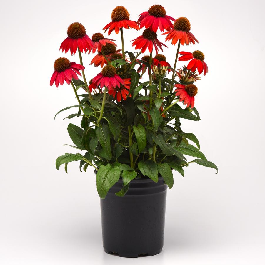 Echinacea Artisan® Red Ombre Artisan® - Coneflower from Hoffie Nursery