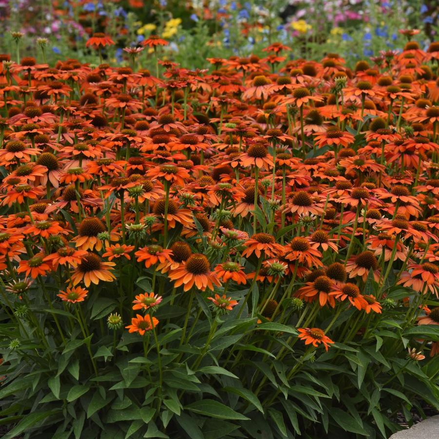 Echinacea Artisan® Soft Orange Artisan® - Coneflower from Hoffie Nursery