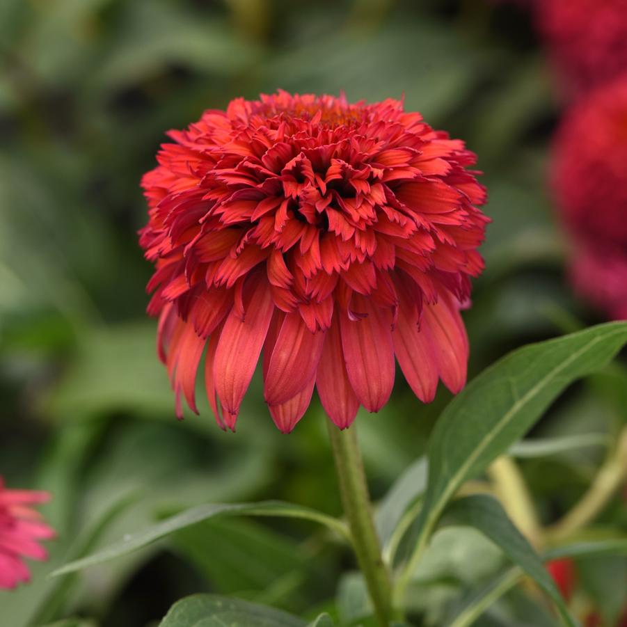 Echinacea Double Scoop™ Raspberry Deluxe Double Scoop™ Raspberry Deluxe Double Scoop™ - Double Coneflower from Hoffie Nursery