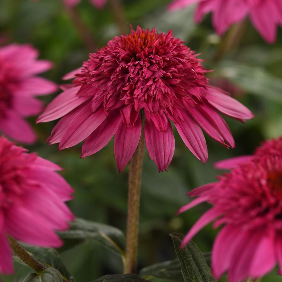 Echinacea Watermelon Deluxe Double Scoop™ - Double Coneflower from Hoffie Nursery