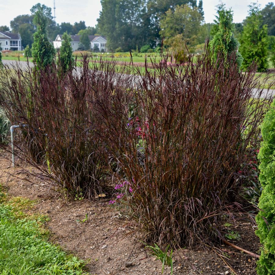 Andropogon gerardii 'Blackhawks' - Big Bluestem from Hoffie Nursery